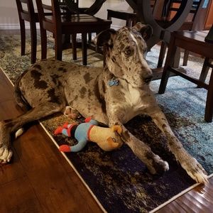 Meet your Posher, Shaina